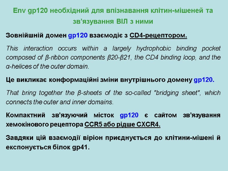 Env gp120 необхідний для впізнавання клітин-мішеней та зв’язування ВІЛ з ними Зовнійшній домен gp120